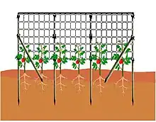Détails de l’installation du filet de palissage avec des contre-bâtons