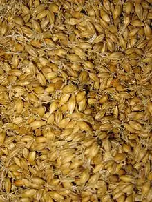 Gros plan sur un ensemble de graines germées dorées.