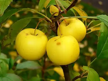 « Mange une de mes pommes aigrelettes et je te le dirai ! »(Fruits de pommier sauvage).