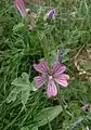 Mauve sylvestre