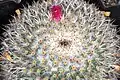 Gros plan sur un spécimen Mammillaria albilanata oaxacana.