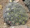 Mammillaria compressa à Université du jardin botanique de Californie, Berkeley, Californie