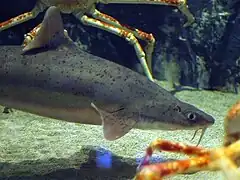 Cirrhigaleus barbifer