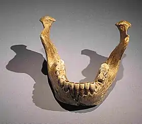 Image illustrative de l’article Mandibule de Mauer