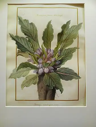 Miniature botanique sur vélin pour la collection royale, MuséumMandragoras faemina, Hist lugd, Buffon(Mandragora officinarum, la Mandragore, L.)