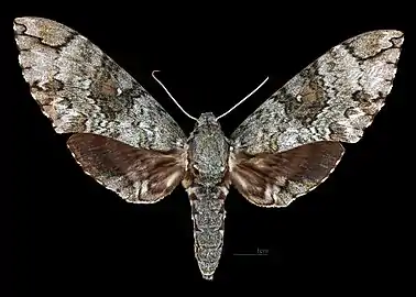 Avers de la femelle(coll.MHNT)