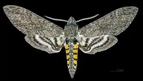 Face dorsale ♂