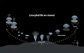 Autre schéma du cycle de vie des méduses
