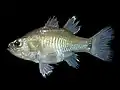 Yarica hyalosoma