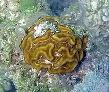 Manicina areolata