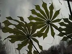 Manihot palmata.