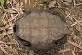 Plastron