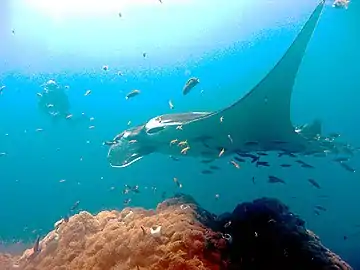 Manta birostris