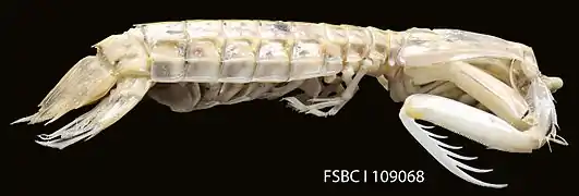 Squilla rugosa
