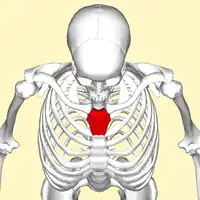 Manubrium sternal représenté en rouge