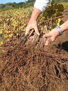 Après un an de pépinière, les jeunes plants de vigne sont bien racinés.