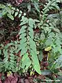 Rameau feuillé de Maprounea guianensis