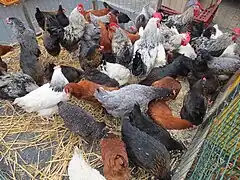 Volailles de Bresse, du marché de Louhans.