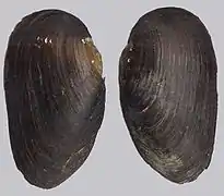 Margaritifera margaritifera