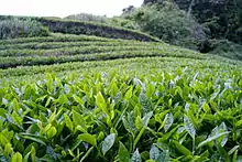Des longues rangées de théiers.