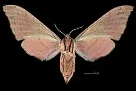 Marumba cristata cristata ♀ △ MHNT