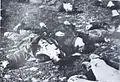 Les historiens macédoniens ont accusé les forces bulgares de plusieurs atrocités, comme le massacre de 12 jeunes civils dans le village de Vataša. Cependant, à l'exception d'une partie des soldats participants, le commandant était également local,. Toutefois, des atrocités similaires ont également été commises dans les territoires bulgares d'avant-guerre.