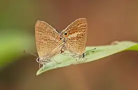Accouplement.
