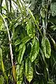 feuilles d'un Rhaphidophora guamensis adulte