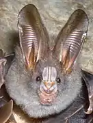 Le Mégaderme spasma&nbsp;(en) (Megaderma spasma), un Megadermatidae.