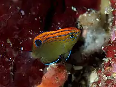 Pomacentrus bankanensis