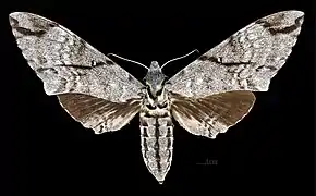 Meganoton analis sumatranus avers de la femelle