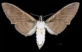 Meganoton analis sumatranus revers de la femelle