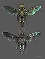 Megascolia procer