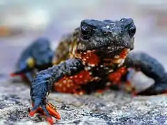Grenouille Melanophryniscus, espèce symbolique du parc
