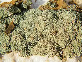 Image illustrative de l’article Mélantérite