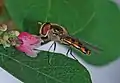 Meliscaeva auricollis, mâle.