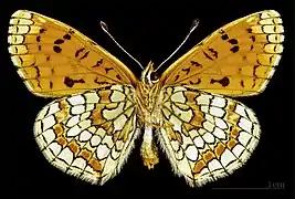 ♂ △ Face ventrale MHNT