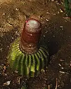 Individu en fleurs, sur l'île de La Désirade (Guadeloupe)