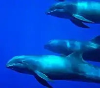 Dauphins d'Électre dans le  Pacific Remote Islands Marine National Monument.