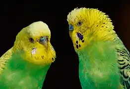 Deux autres perruches ondulées, dans le Vogelpark Steinen (de) en Allemagne en juillet 2023.