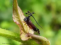 Bocydium globulare (Stegaspidinae)