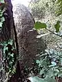 Menhir de Quélarn, vue de derrière l'arbre à son pied