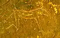 Merdoufa III