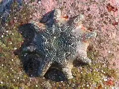 Meridiastra calcar.