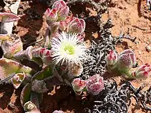 Mesembryanthemum crystallinum Namaqualand