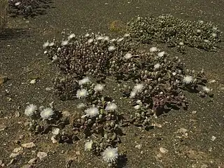 Mesembryanthemum crystallinum Namaqualand