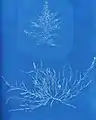 Cyanotype de Nemalion elminthoides.