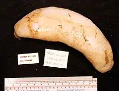 Mesothuria verrilli