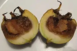 Coupe dans une nèfle en cours de maturation