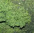 Metzgeria conjugata